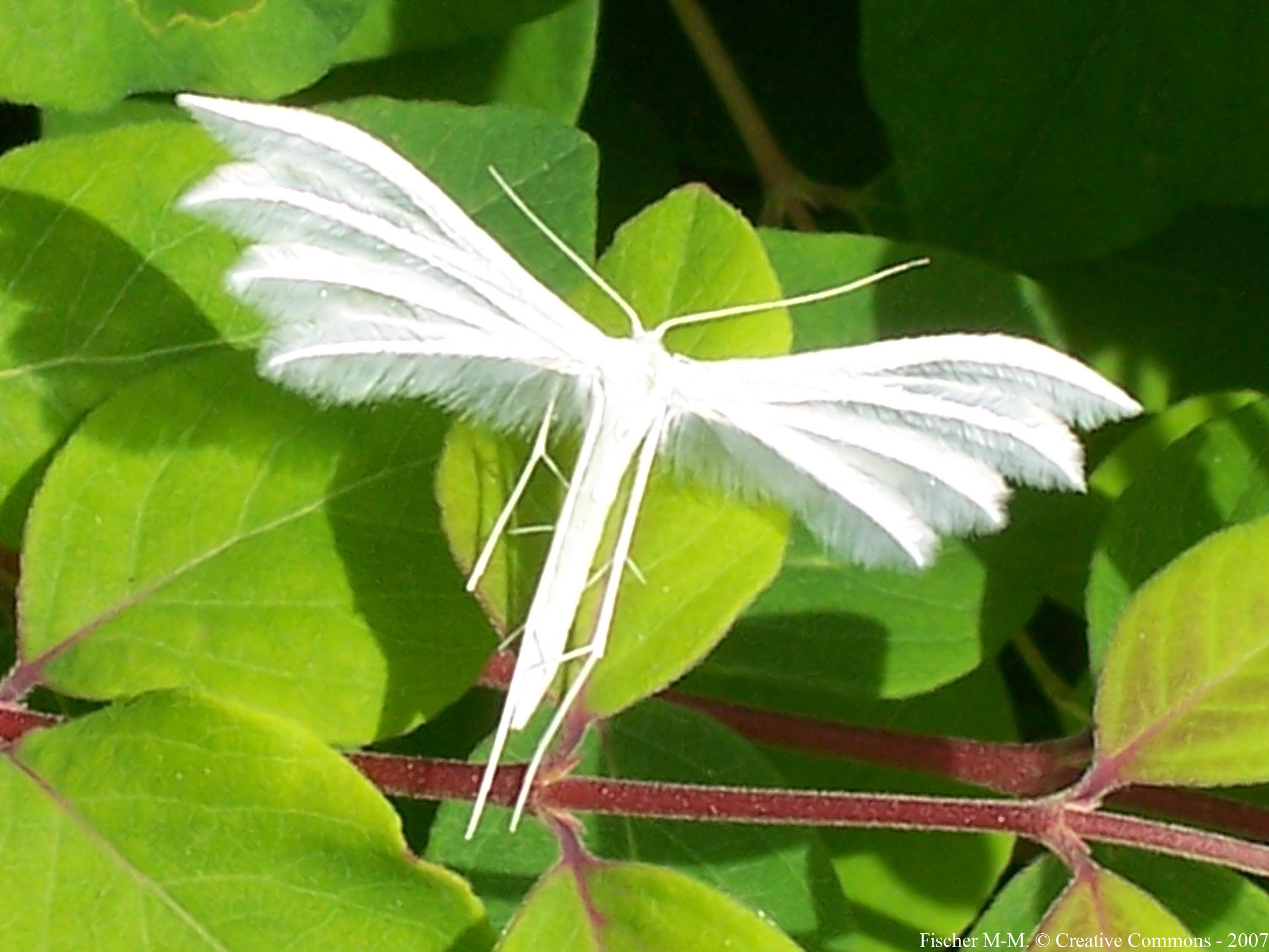 L’alucite pentadactyle